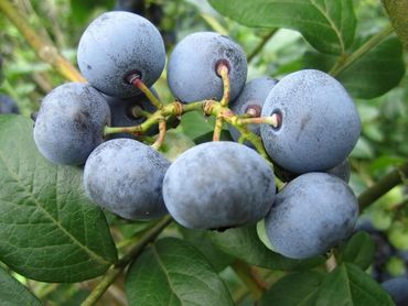 Yaban Mersini Ağacı