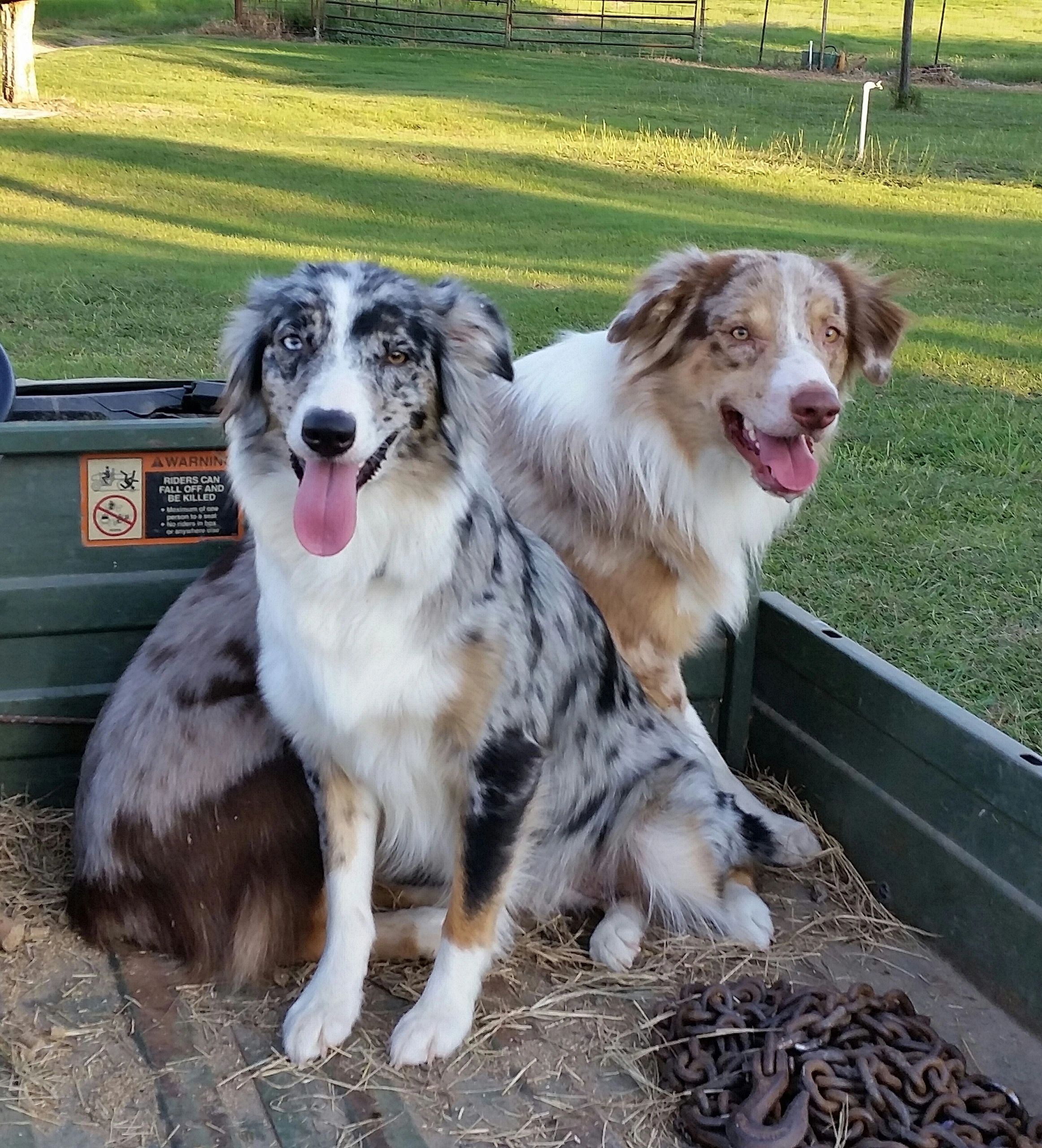 Do Australian Shepherds Have Double Dew Claws