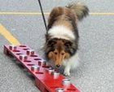dog sniffing