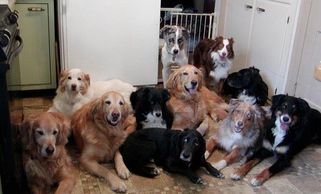 large group of dogs in a kitchen