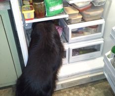 dog climbing into refrigerator 