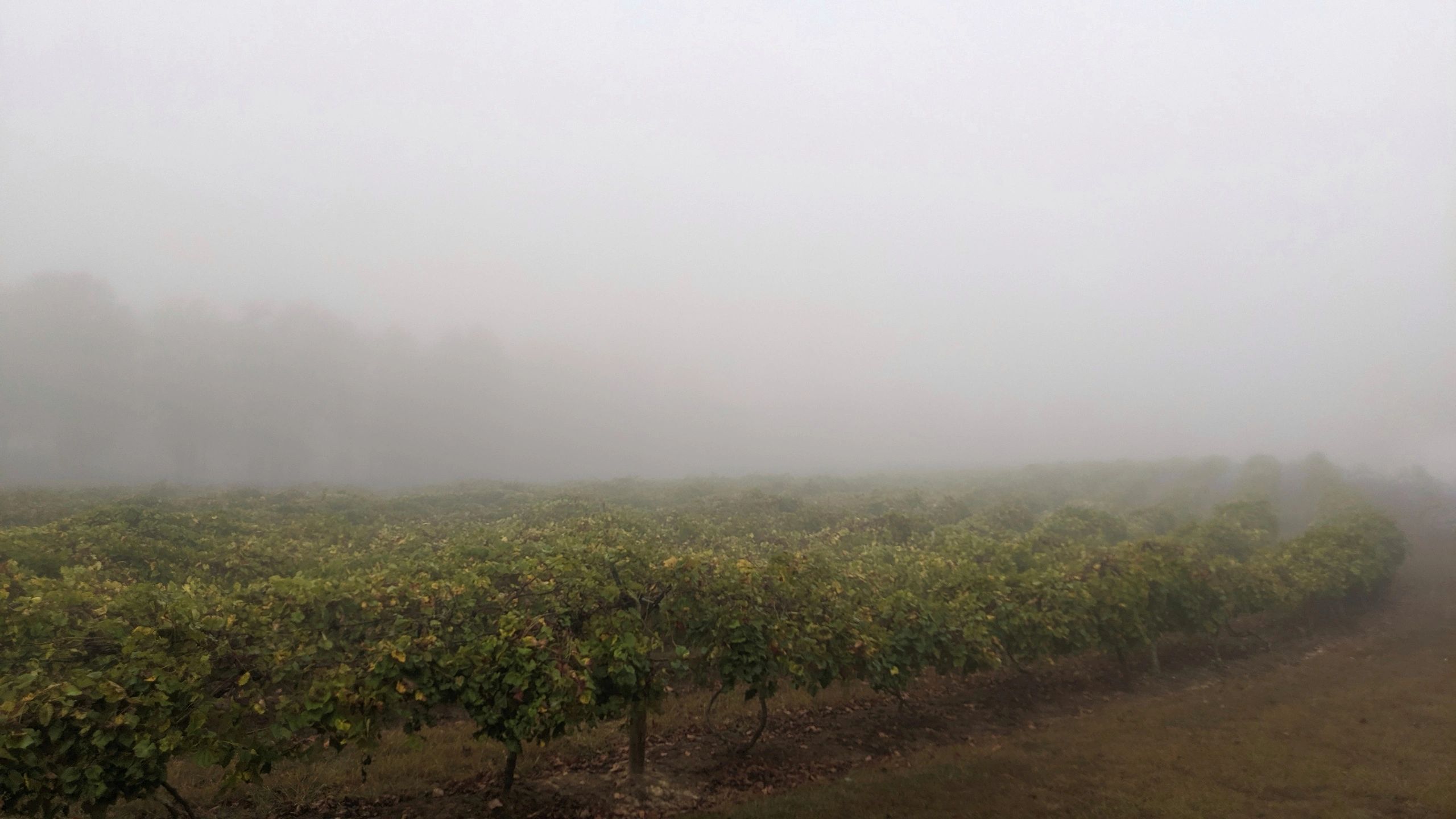 Byrd Cellars early morning fog over the vineyard