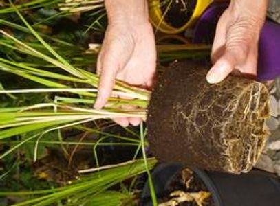 Chrysopogon zizanioides, commonly known as vetiver and khus planted ready for local collection.