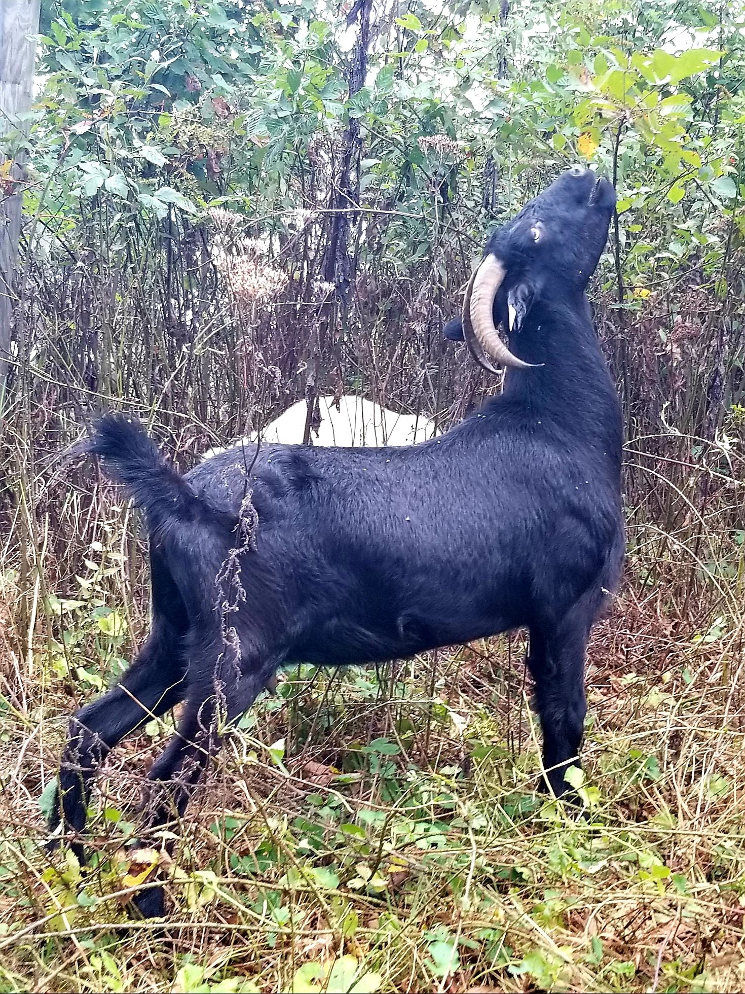 New Zealand and purebred kiko does for sale