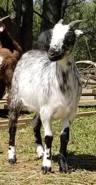 New Zealand kiko doelings for sale in Virginia