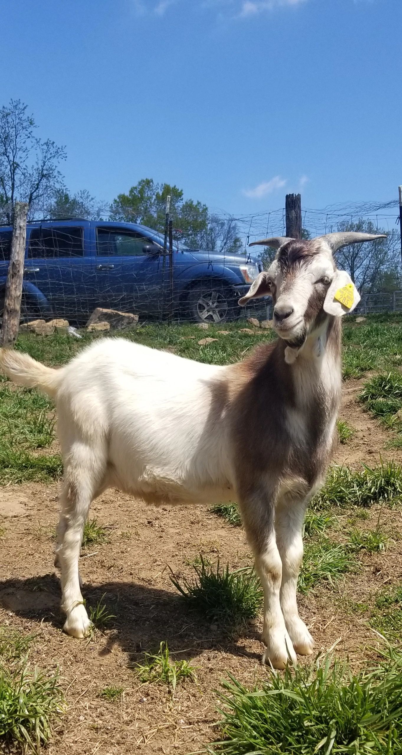 New Zealand Kiko Bucklings for sale