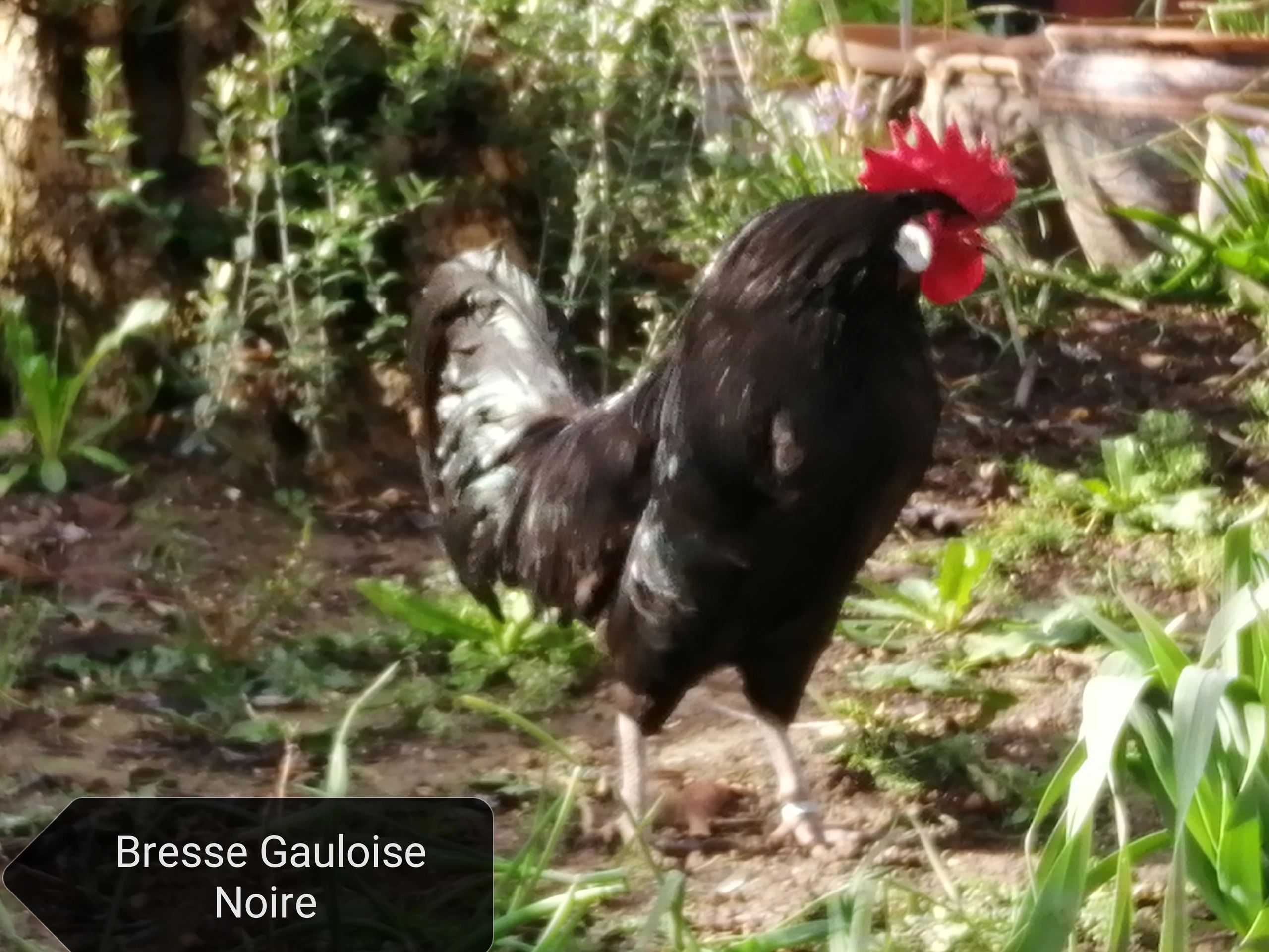 Bresse Gauloise Noire 