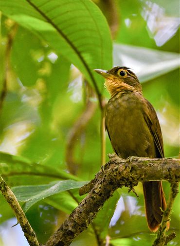 Buff-throated Foliage-gleaner
Classification Ovenbirds 
and Woodcreepers