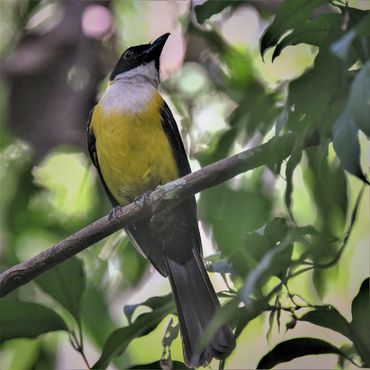 White-throated Shrike-Tanager