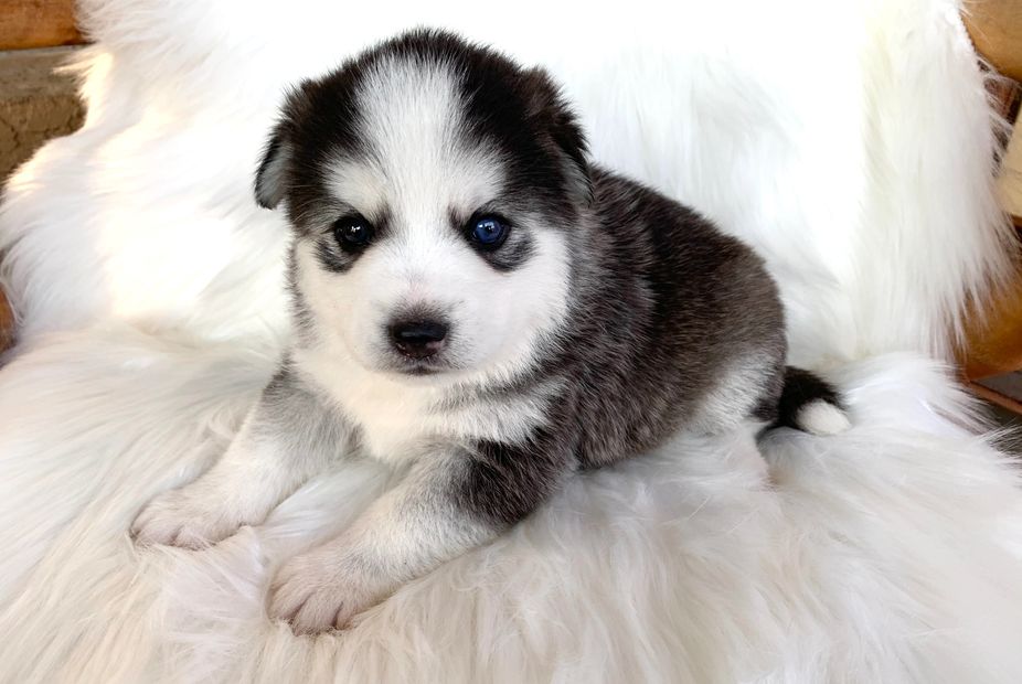 Puppys N Love High-Quality Pomsky, Pomskies, puppy, Puppies