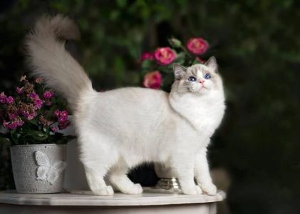 Ragdoll