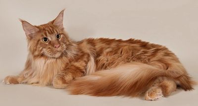 Maine Coon - Cat Companion