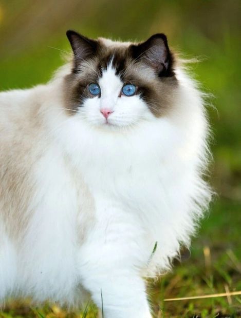 Ragdoll