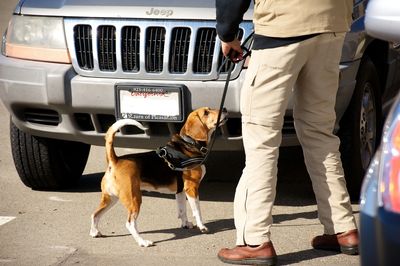 Beagle searching Vehicles at a NACSW K9 Nose Work Trial