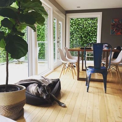 Emergency pet fostering, emergency pet care, pet care comox valley, after the death of a loved one.