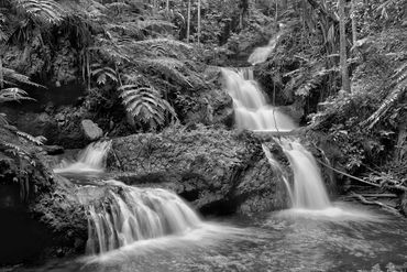 black and white photography,  Gerald Hill photography, Hawaii Tropical Botanical Garden, Onomea Fal 