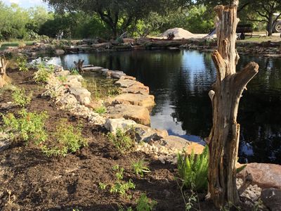 Natural swimming pond