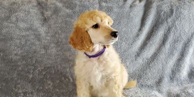 Standard poodle puppy, puppy clip, apricot color