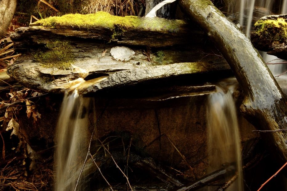 Water forks in many directions as it coats this green mossy faced log flume created from a hollowed out fallen tree limb as shown in this landscape designed element of a micro-forest.