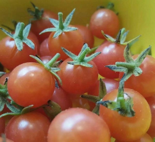 Florida Everglades Cherry Tomato Seeds Solanum