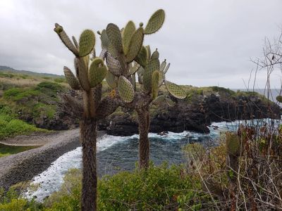 Árboles patrimoniales