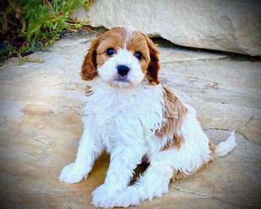 Red and White Blenheim Cavapoo Puppy