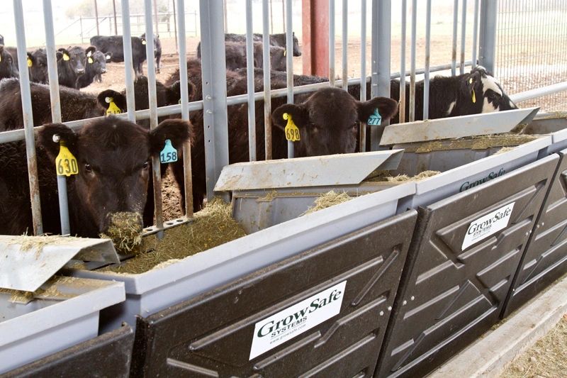 GrowSafe Systems image of cattle on feed at Green Springs Bull Test