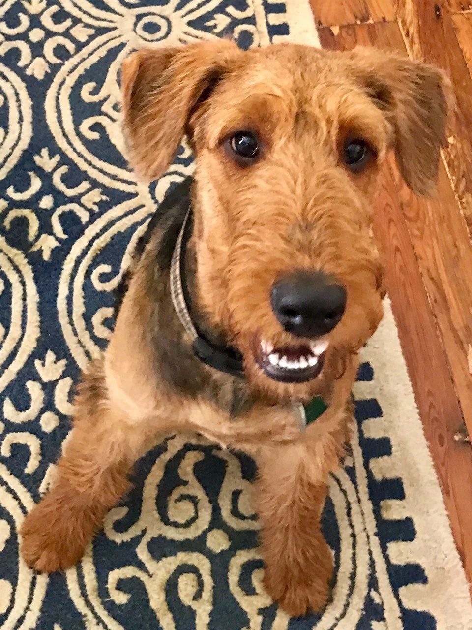 This is the puppy with the ball in her mouth on the Puppy/Deposit page, all grown up.