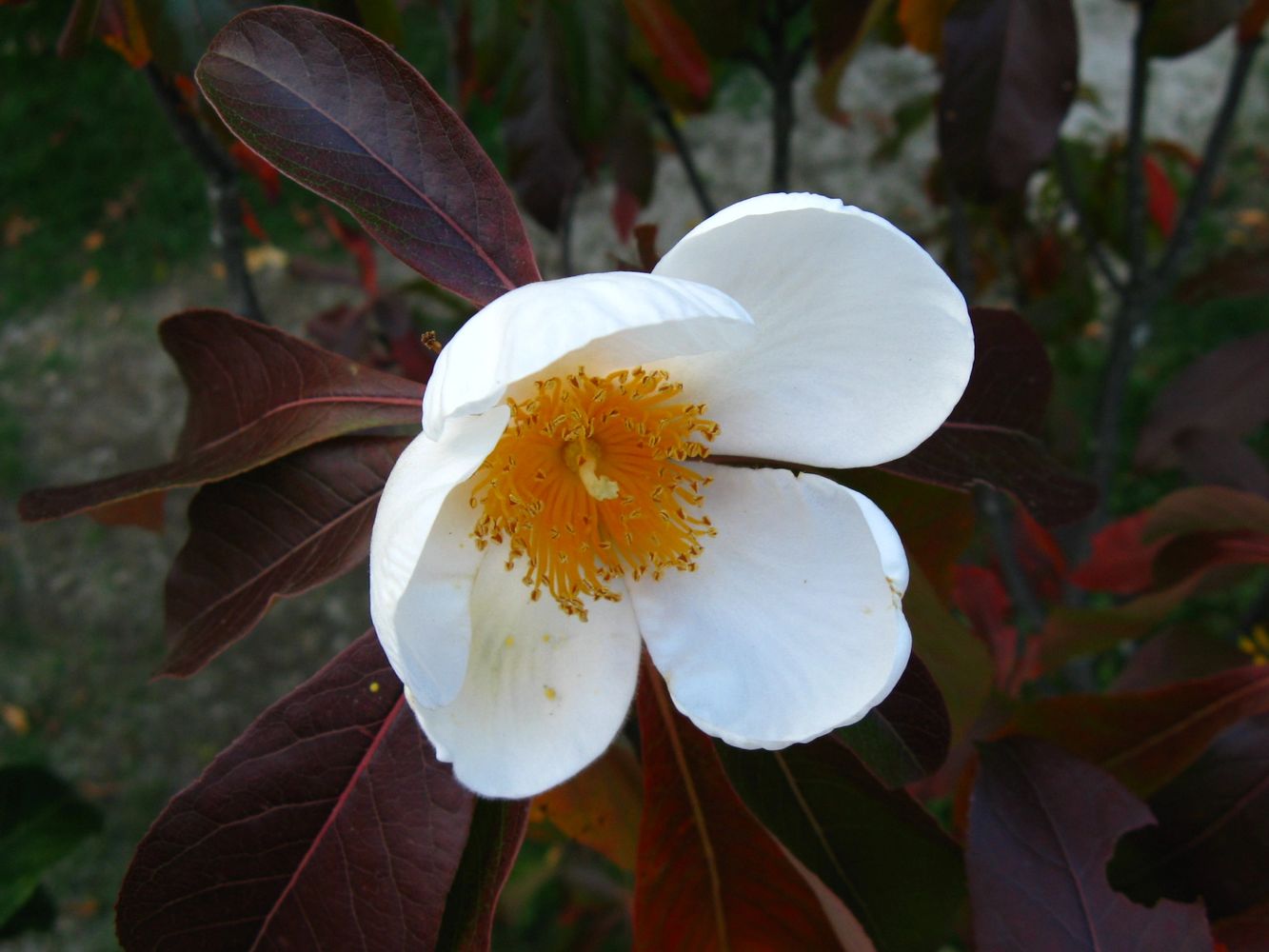 Franklinia alatamaha is one of the many rare and outstanding ornamental plants found at Homegrown