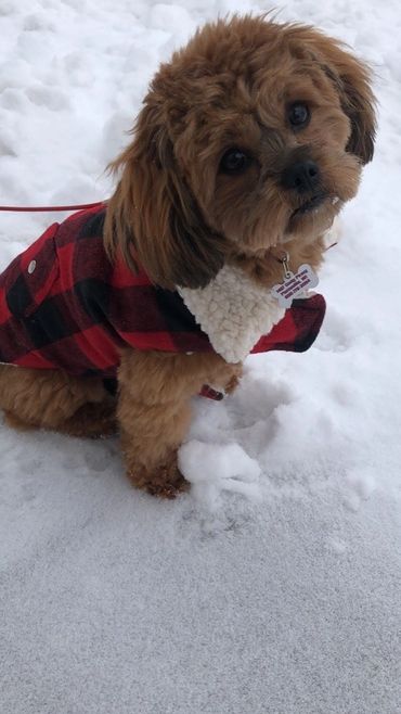 Shihpoo, Shih poo full grown, Poodle Shitzu, Shih tzu mix poodle, Shih tzu poodle, Shih poo puppy