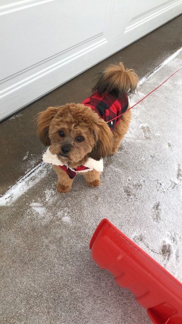 Shihpoo, Shih poo full grown, Poodle Shitzu, Shih tzu mix poodle, Shih tzu poodle, Shih poo puppy
