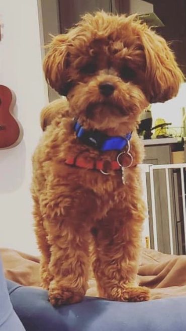 Shihpoo, Shih poo full grown, Poodle Shitzu, Shih tzu mix poodle, Shih tzu poodle, Shih poo puppy