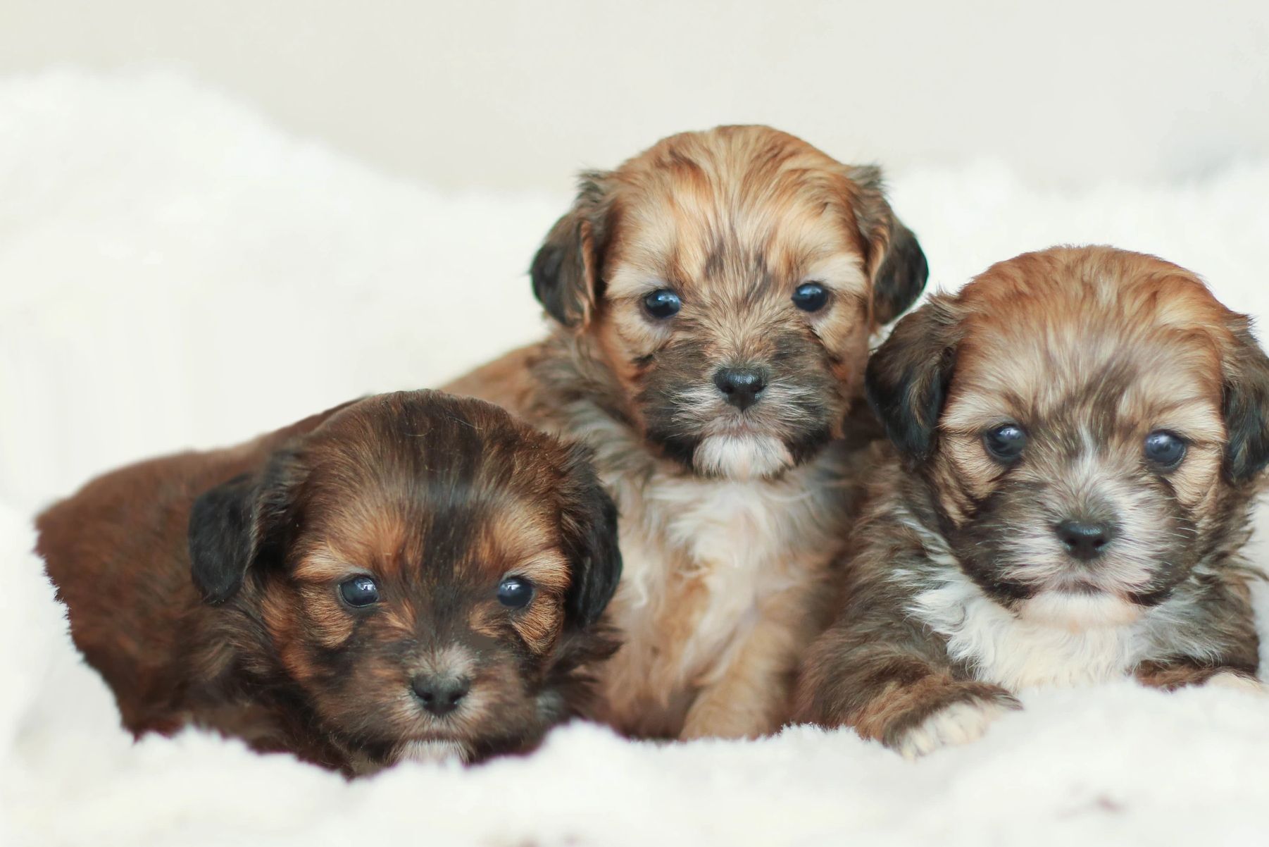 Shihpoo, Shih poo puppies, Shih poo puppies for sale, Shih tzu poodle, Shih Poo Breeder, Shih poo 