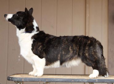 Phoenix (Ch Sunsparks Kantasia Flight of the Dragon )