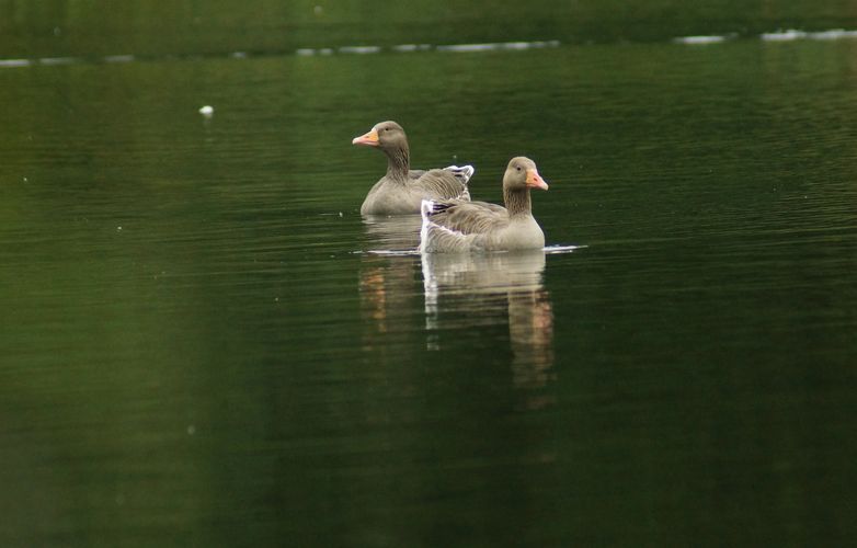 image494