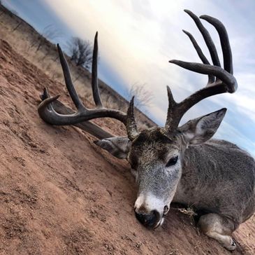 Whitetail hunting in the Texas Panhandle