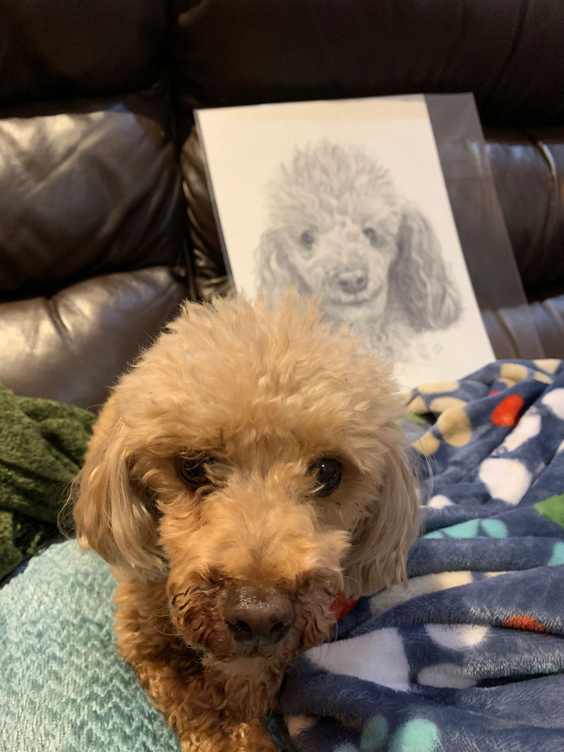 A poodle and her custom pet portrait by Linda's Pet Portraits. Made in USA. LMMportrait.