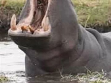 Hippo in the Zambezi