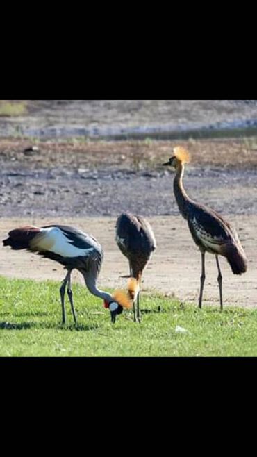 Bird watching