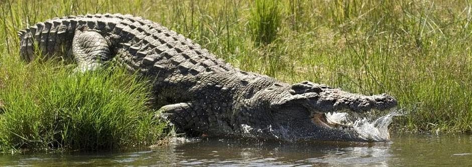 Crocodile