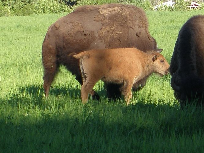 image1445