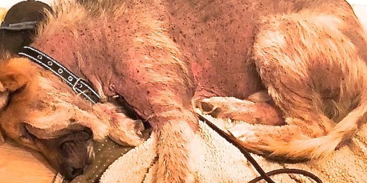 This is Charlie on the first day in my rescue. He had just spent a full month in the hospital under