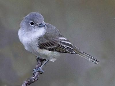 Least Bell's Vireo