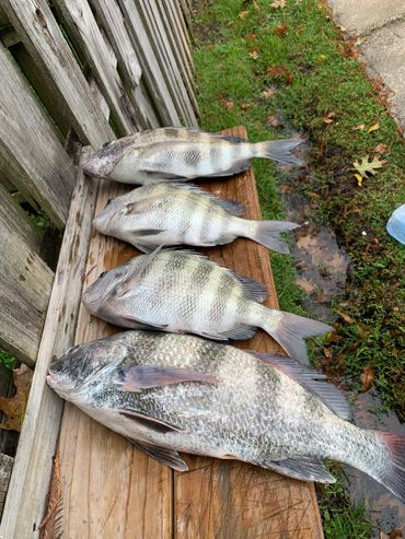 St. Augustine Fishing Charter