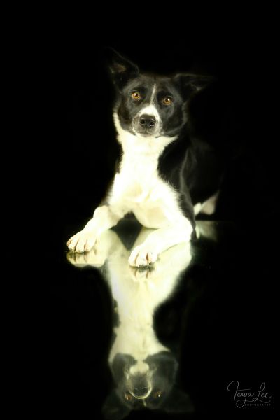Black and white dog with reflection on a glossy surface against a black background.