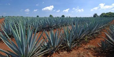 Tequila Don Weber Blue Agave Fields and Red Soil Highlands of Jalisco, Mexico