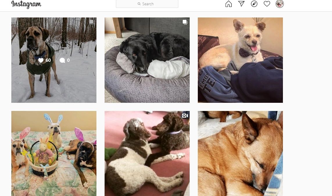 Dogs From instagram with link to how they can help with isolation during Covid