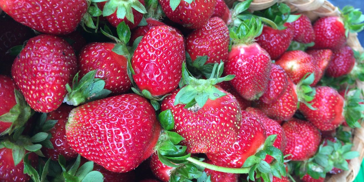 Basket of shiny ripe Double R no-spray strawberries