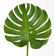 Flower District NYC
Wholesale Flowers 
Flower Supply
Flower Market NYC
Monstera Leaves
Tropical