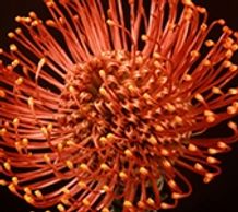 succession pincushion protea
Flower District NYC Wholesale Flowers Flower Supply Flower Market NYC